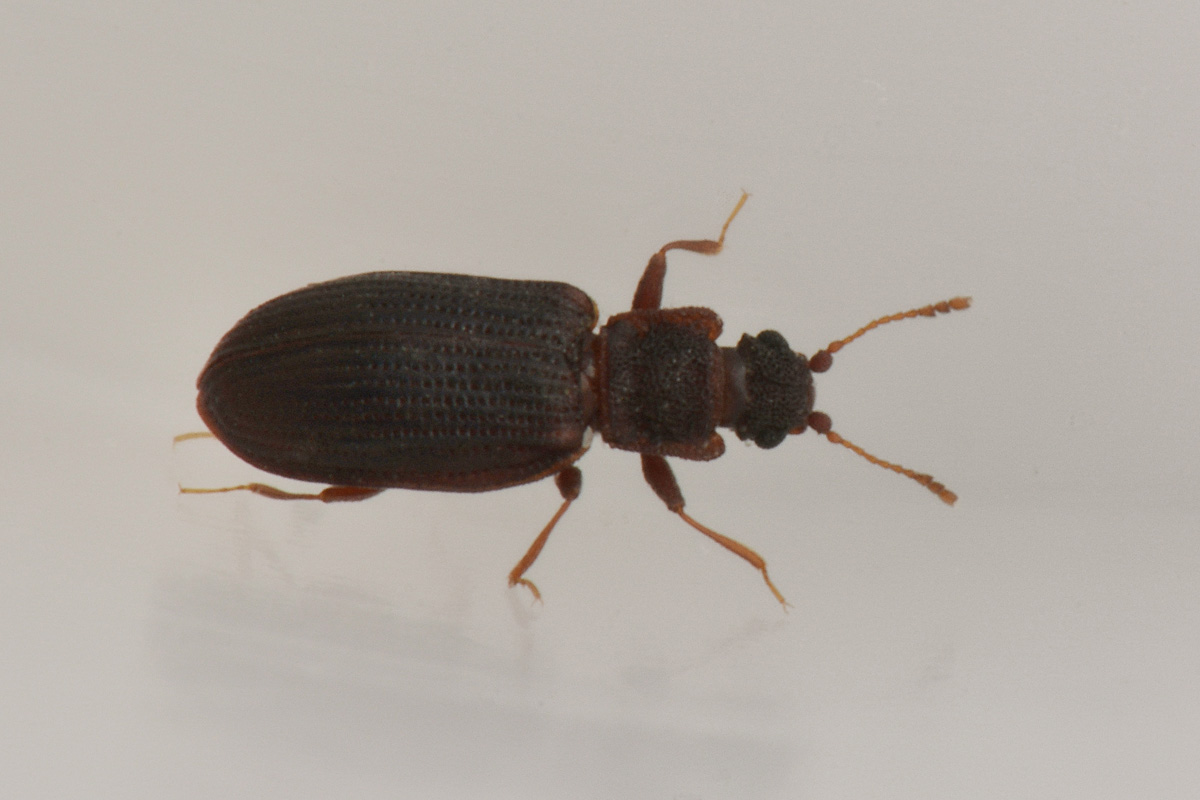 Latridiidae: Stephostethus sp?